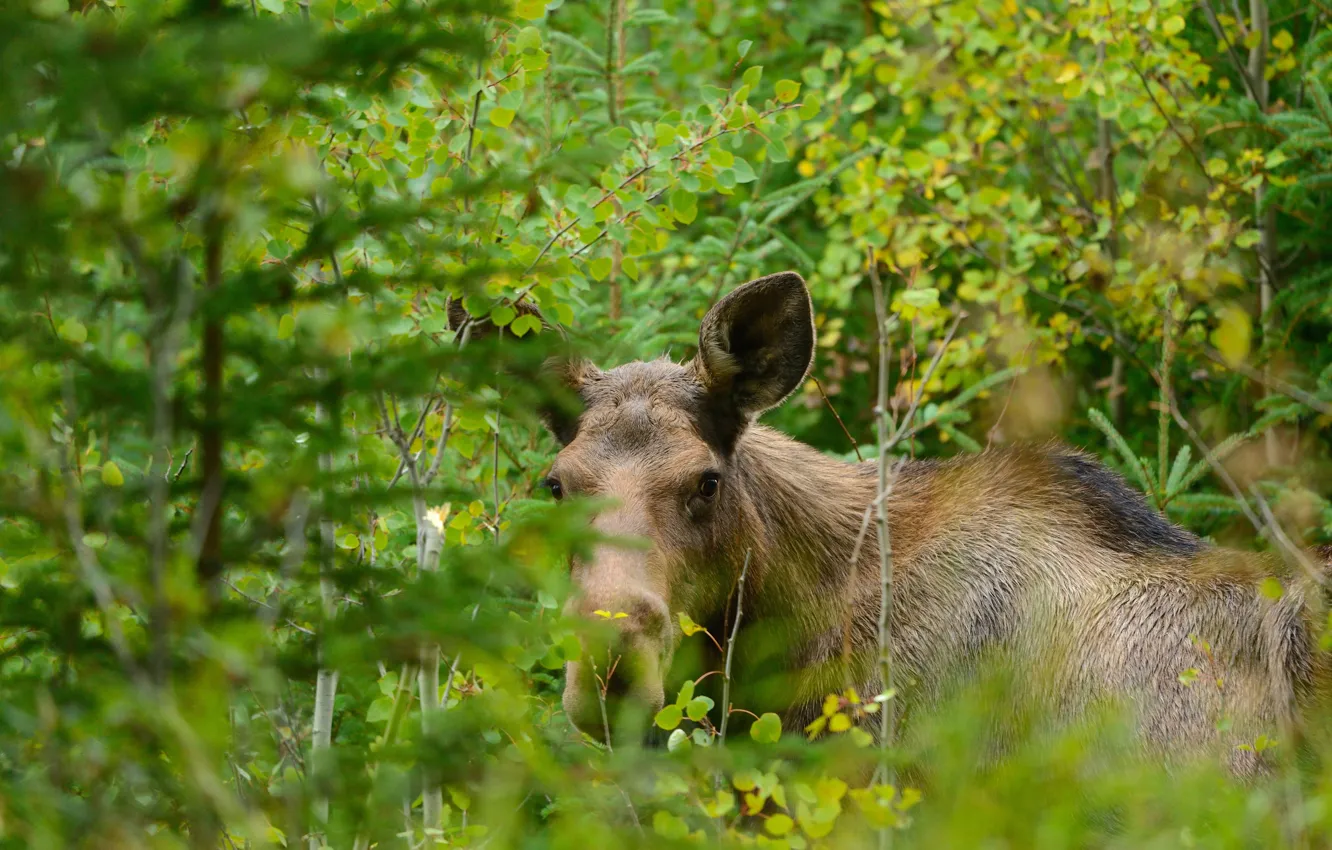 Photo wallpaper forest, look, face, moose, Peeps, moose