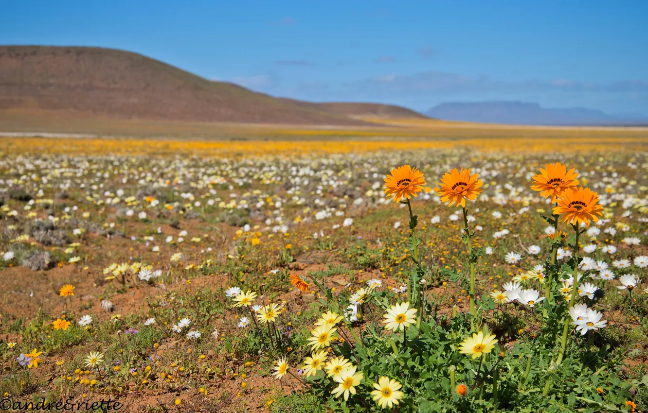 Photo wallpaper the sky, flowers, mountains, meadow