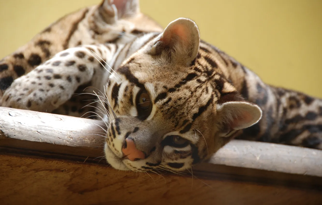 Photo wallpaper face, stay, predator, wild cat, ocelot