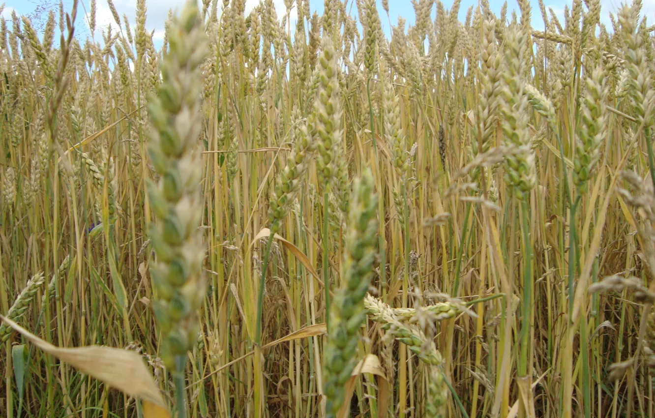 Photo wallpaper wheat, field, bread