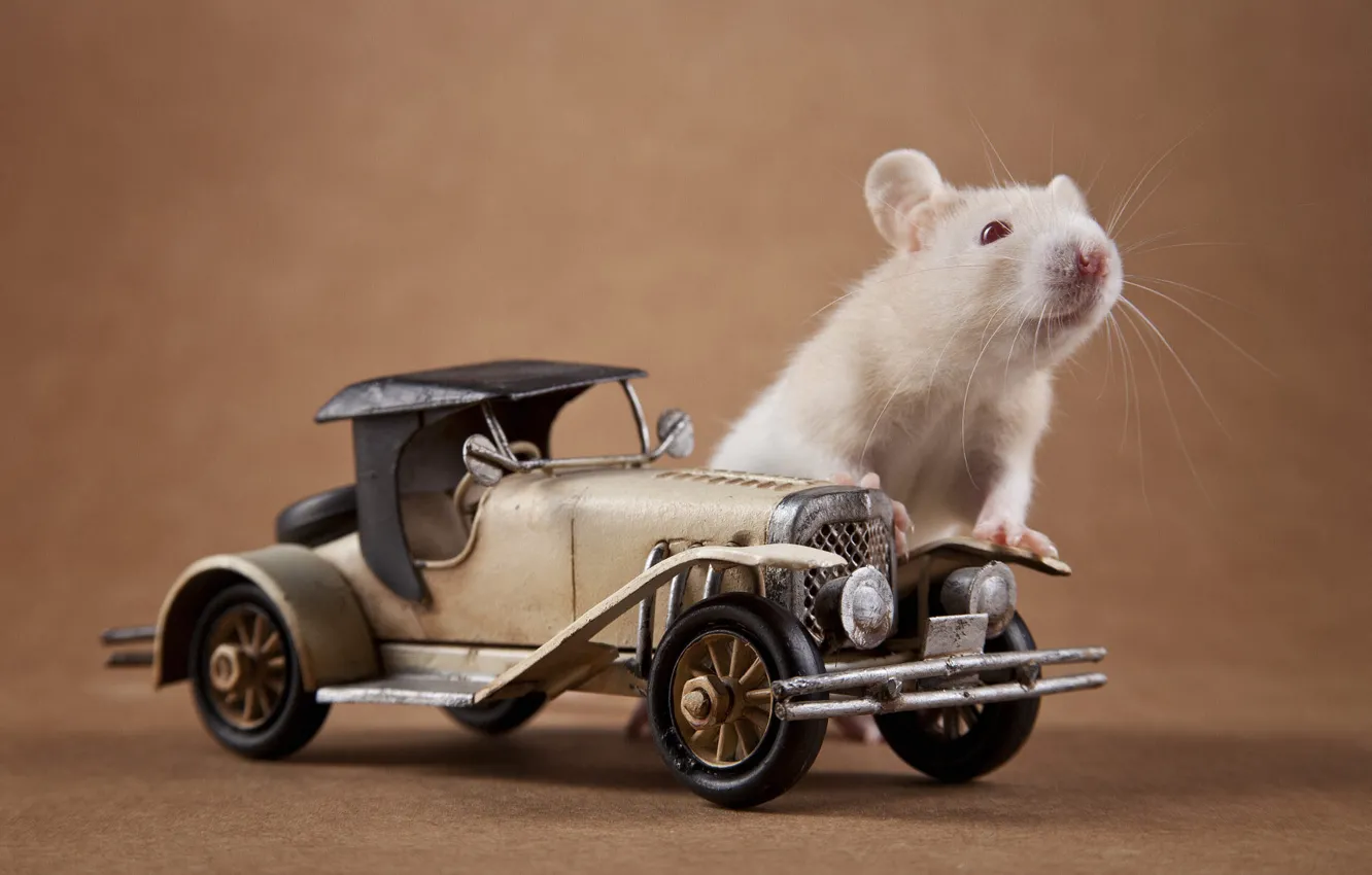 Photo wallpaper pose, mouse, still life, mouse, muzzle, rat