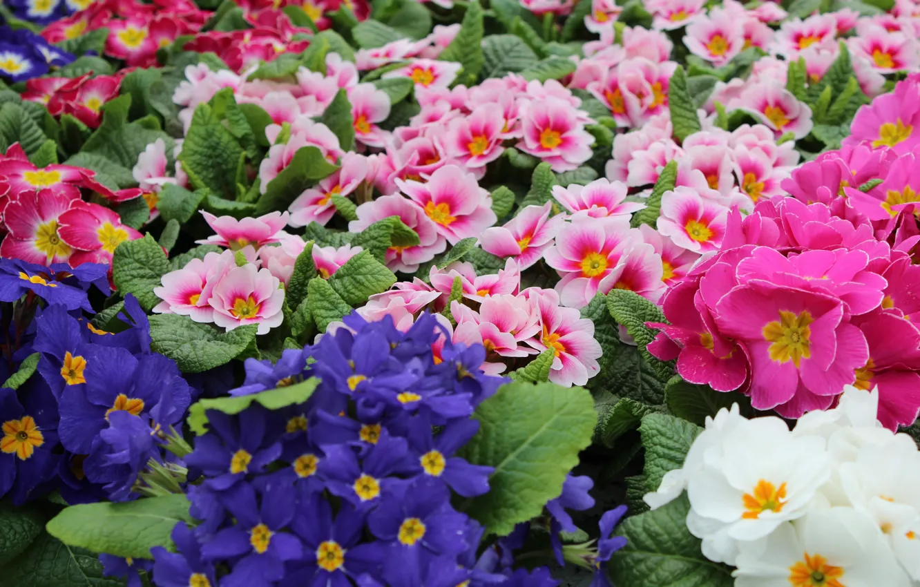 Photo wallpaper purple, flowers, bright, bouquet, pink, white, different, a lot