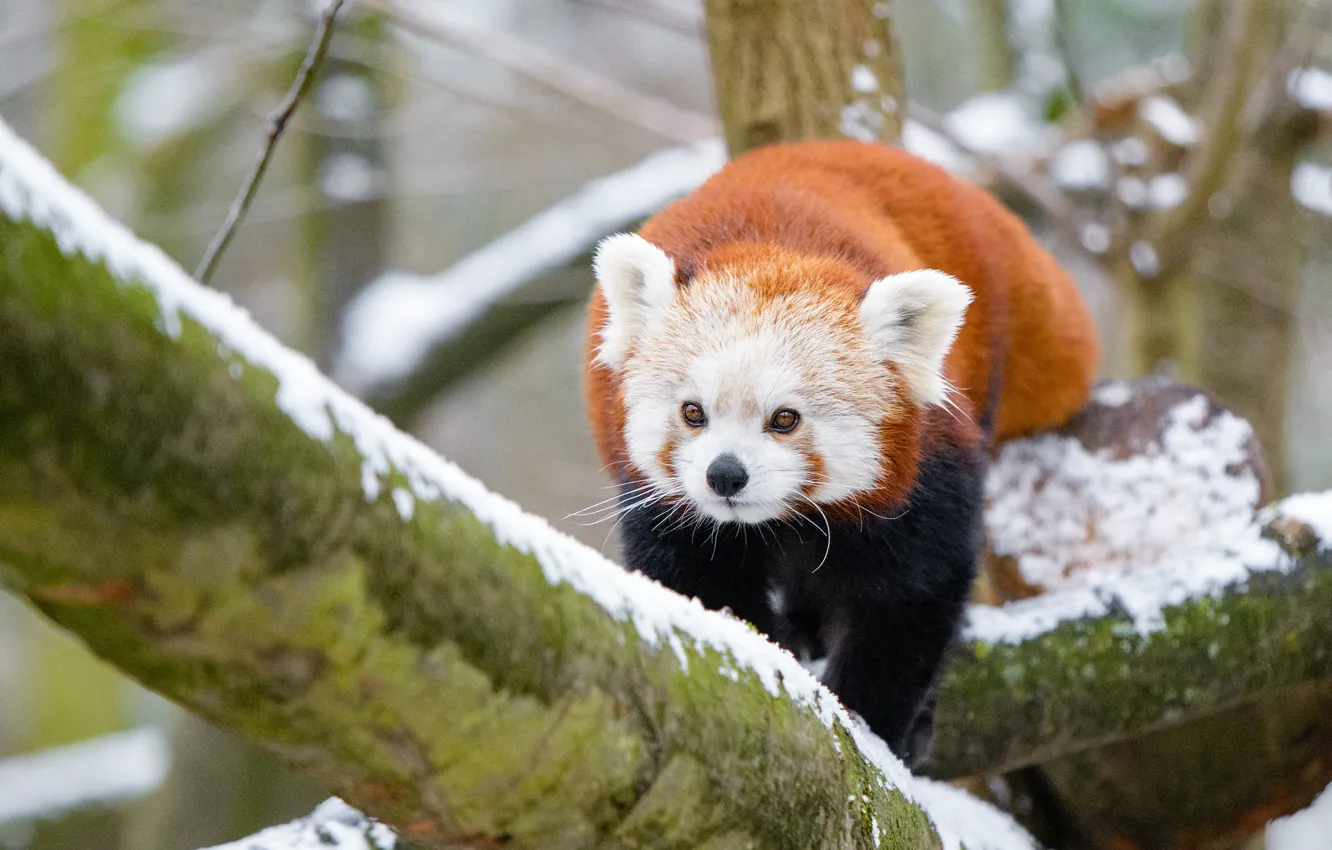 Photo wallpaper winter, look, snow, trees, branches, nature, background, red Panda