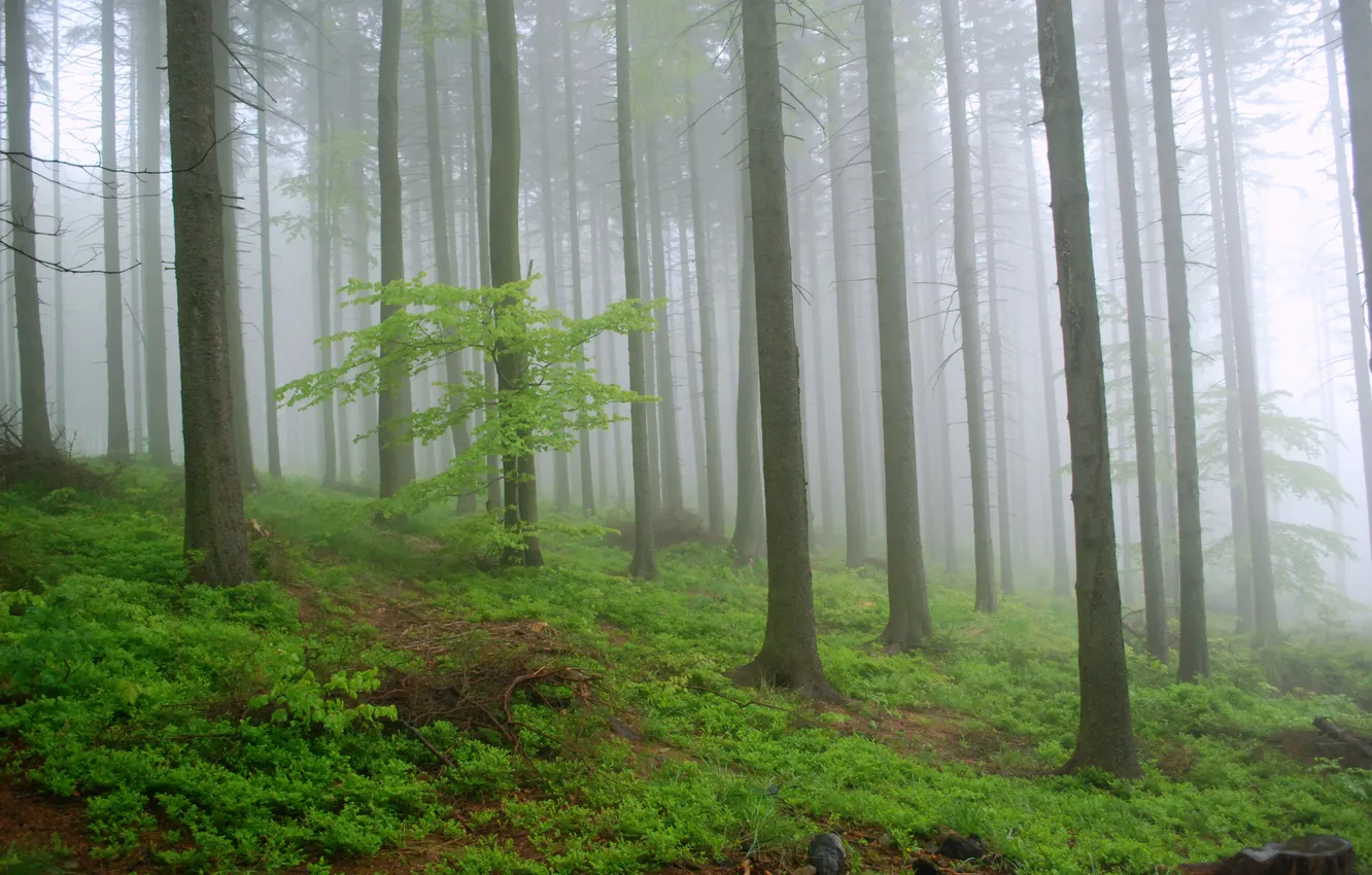Photo wallpaper forest, trees, nature, fog, Poland, Poland, Rovnica, Kris Sliver