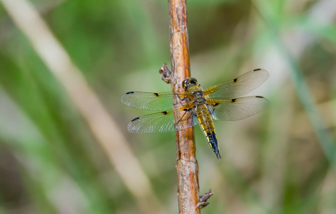 Photo wallpaper summer, macro, nature, dragonfly