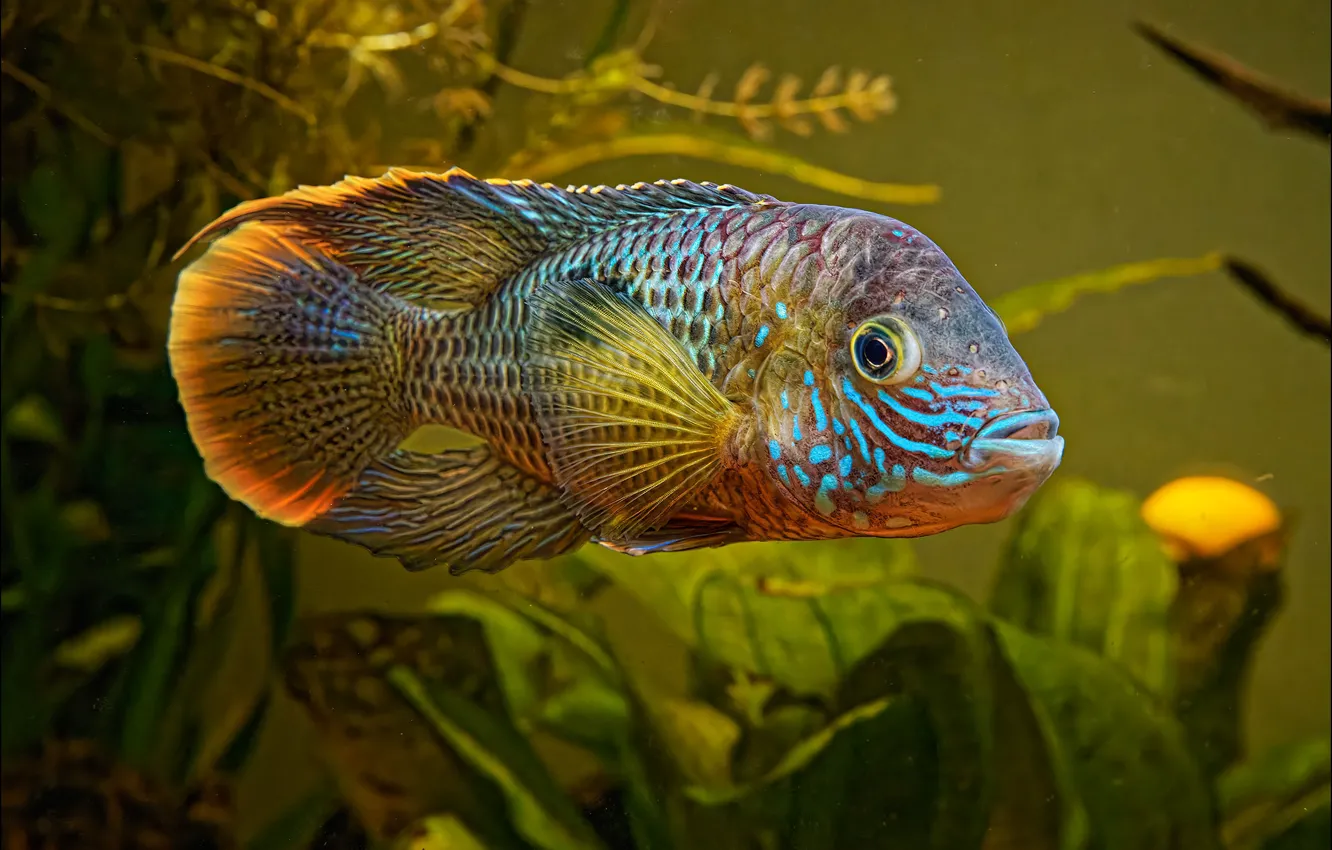 Photo wallpaper water, aquarium, fish