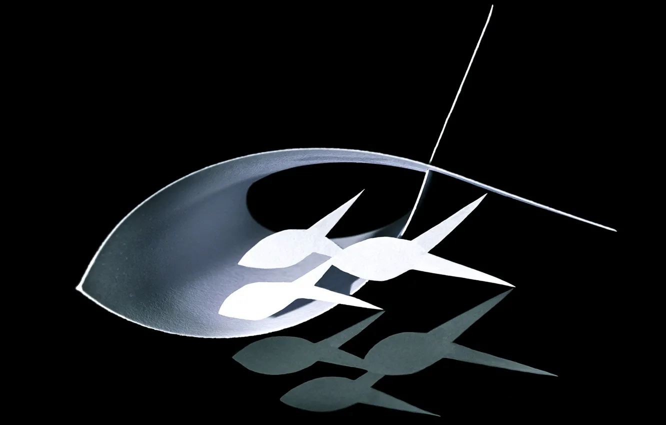 Photo wallpaper paper, background, fish