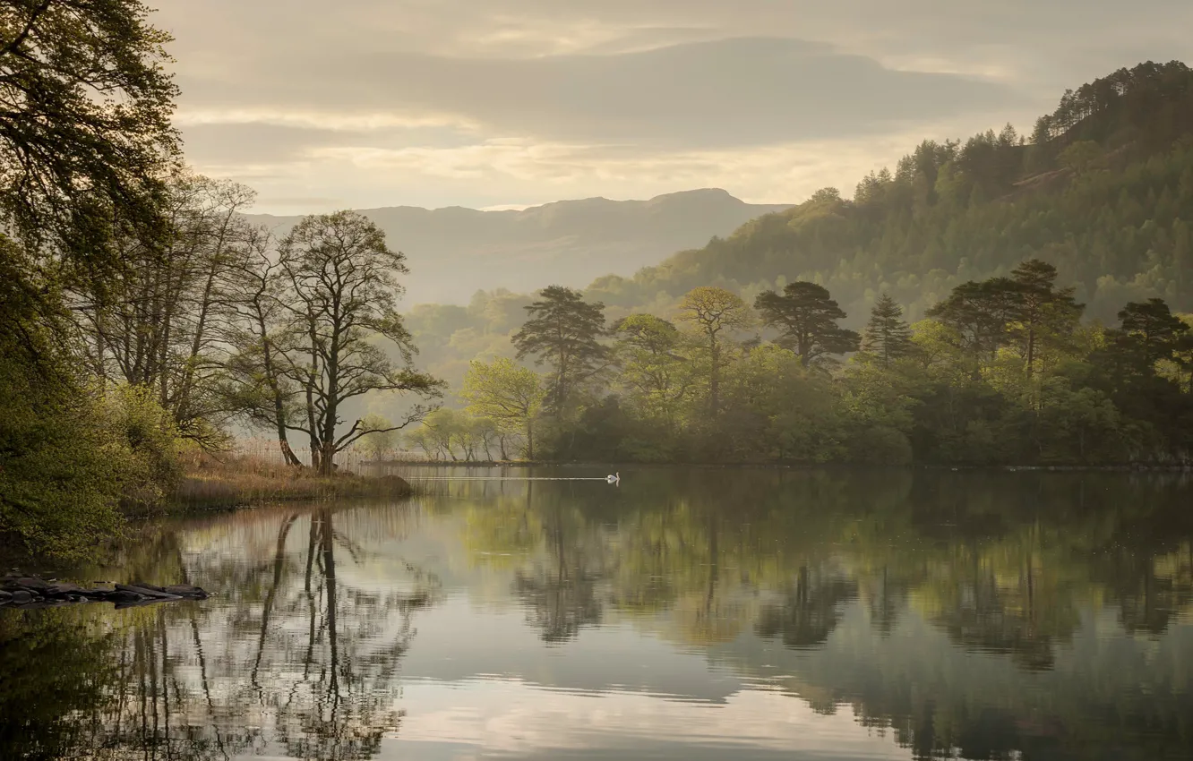 Photo wallpaper trees, lake, reflection, England, morning, Swan, England, The lake district