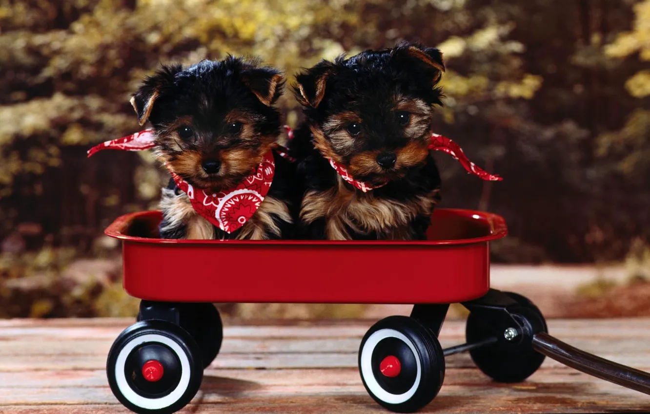 Photo wallpaper puppies, muzzle, truck