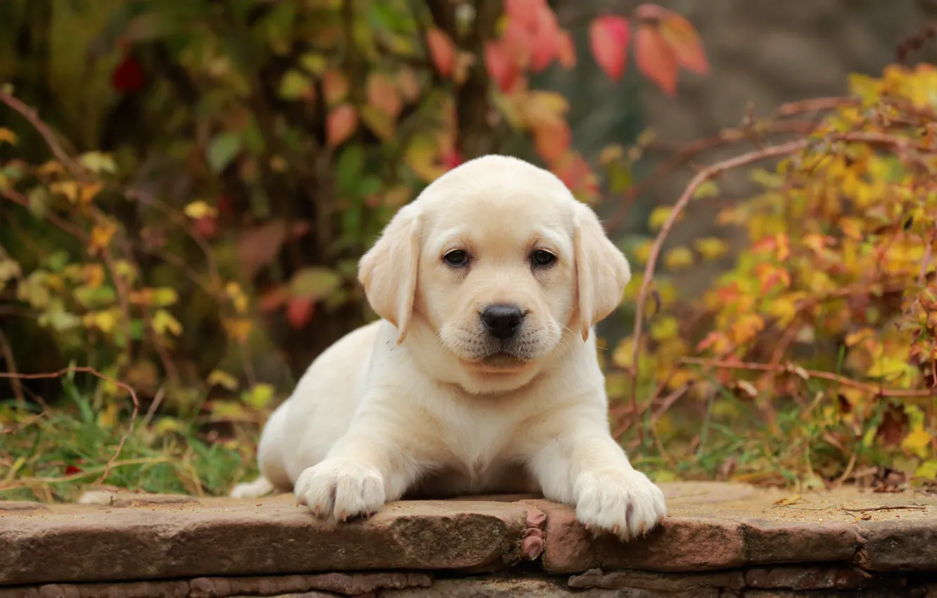 Photo wallpaper autumn, look, leaves, dog, baby, puppy, lies, face