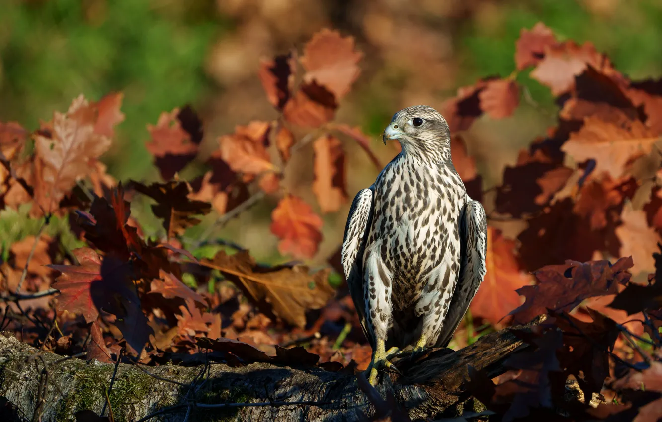 Photo wallpaper autumn, branches, bird, foliage, Falcon