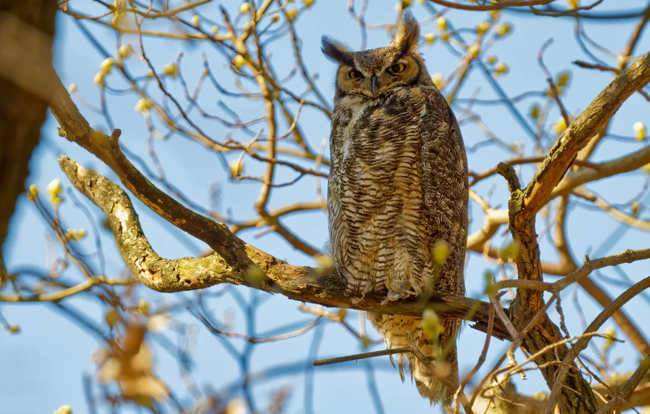 Photo wallpaper look, light, trees, branches, nature, owl, bird, bokeh