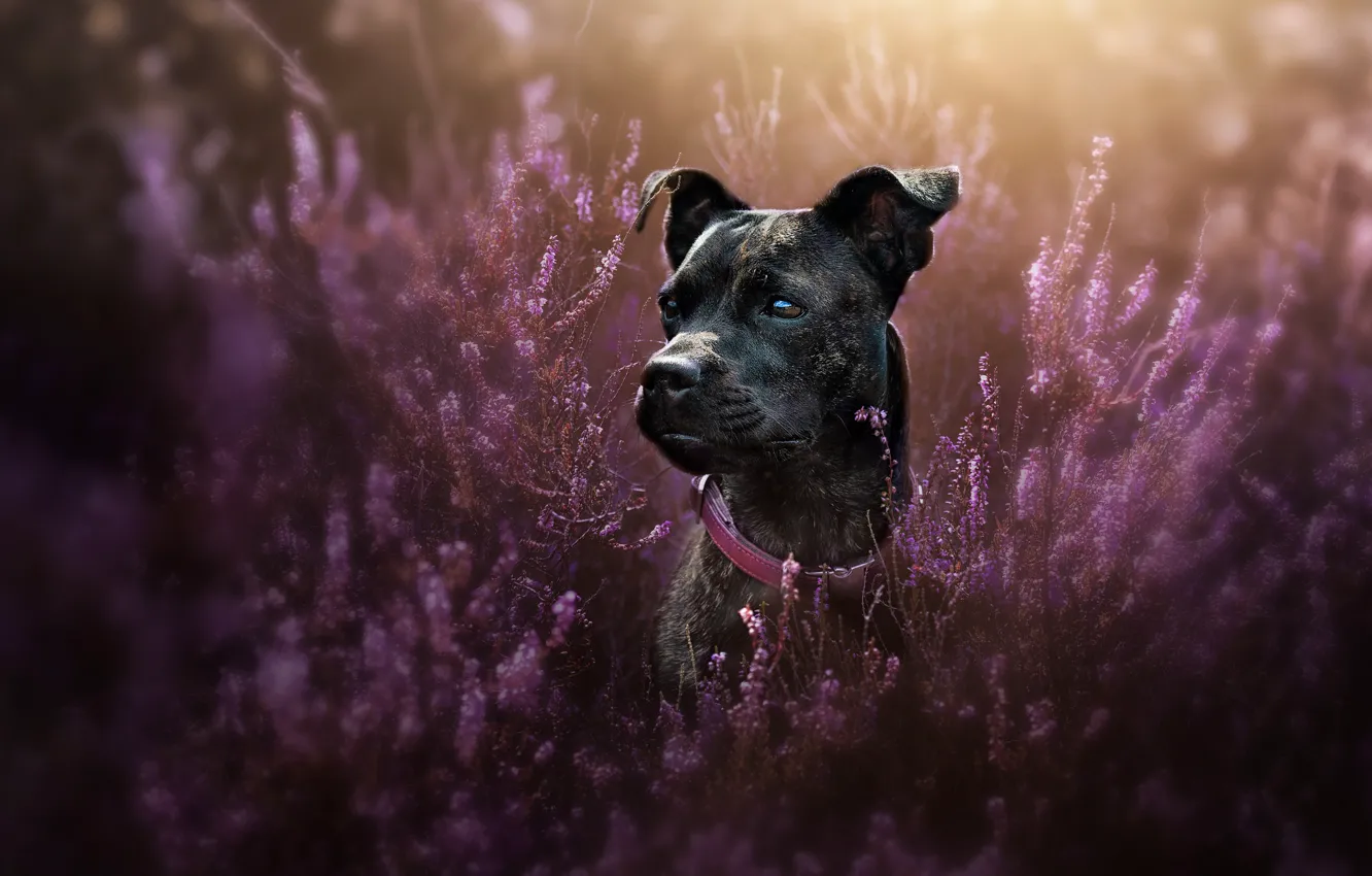Photo wallpaper look, face, portrait, dog, collar, Heather, Staffordshire bull Terrier