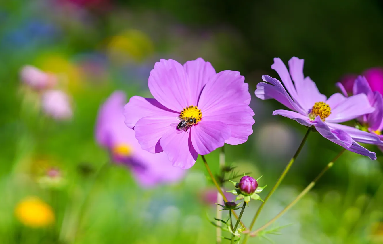 Photo wallpaper summer, flowers, bee, pink, lilac, bokeh, cosmos
