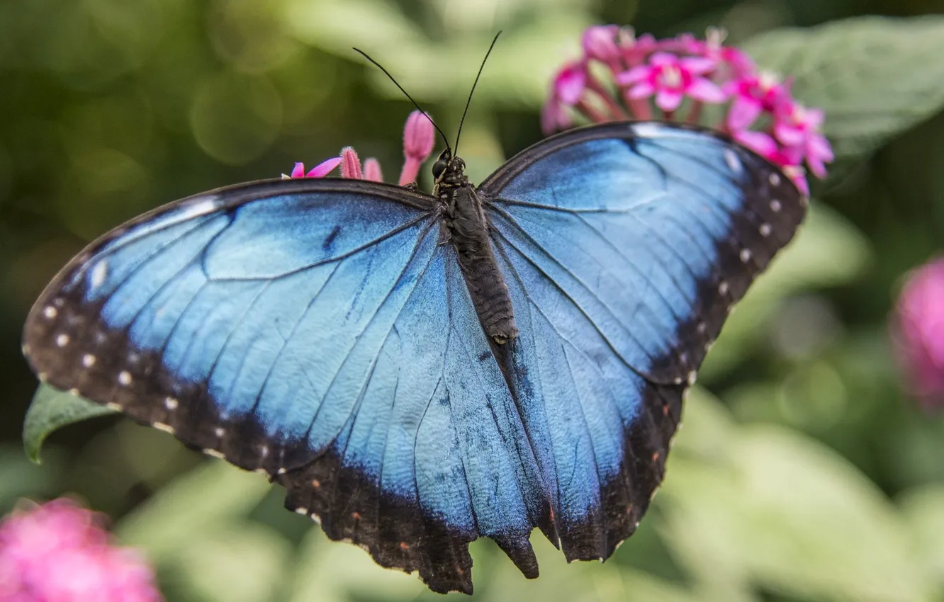 Photo wallpaper macro, butterfly, butterfly on a flower, beautiful wings, butterfly close-up, an insect on a flower