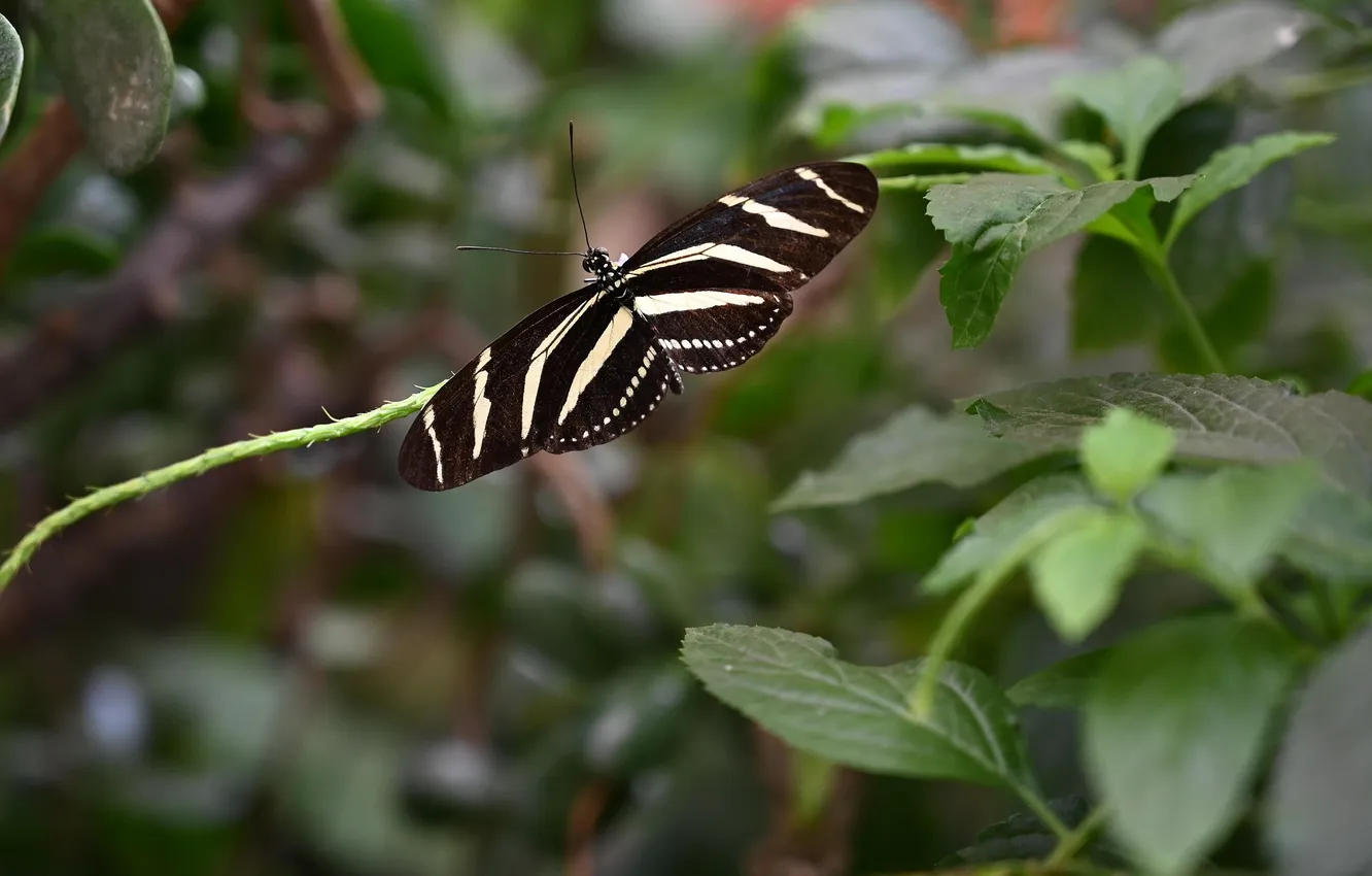 Photo wallpaper leaves, microsemi, butterfly, wings, closeup