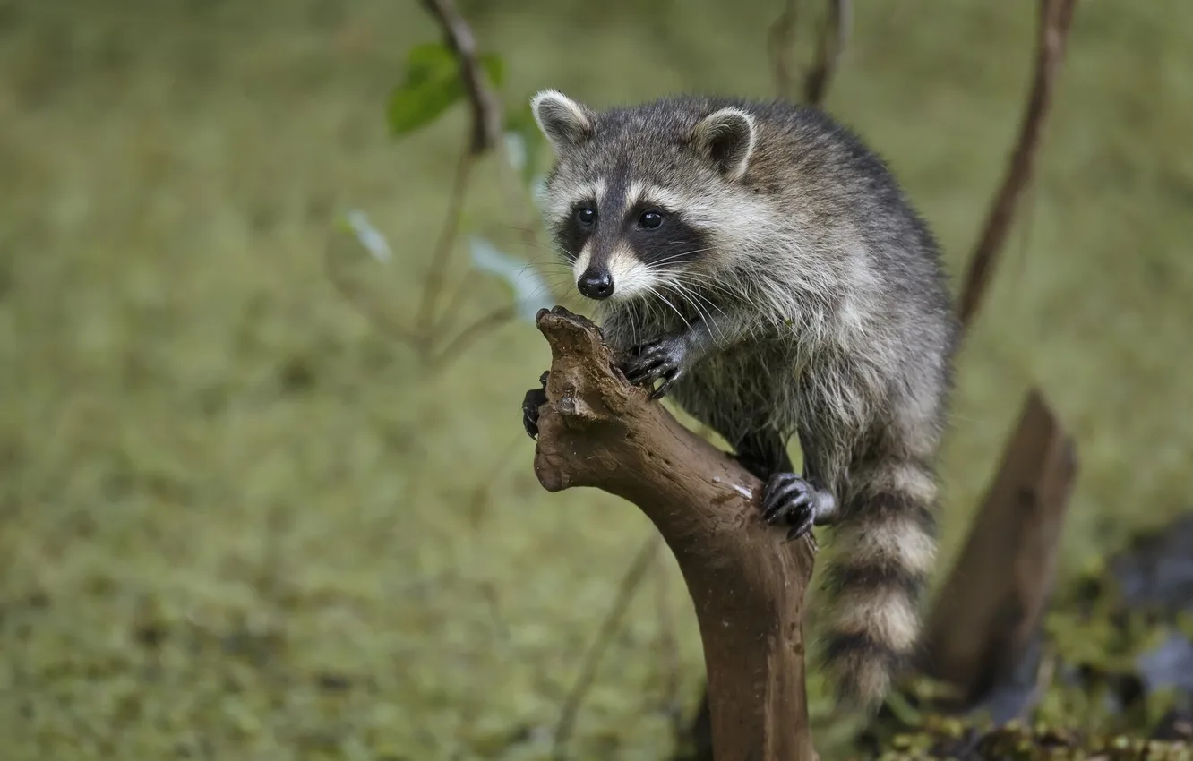 Photo wallpaper raccoon, bitches, a baby raccoon