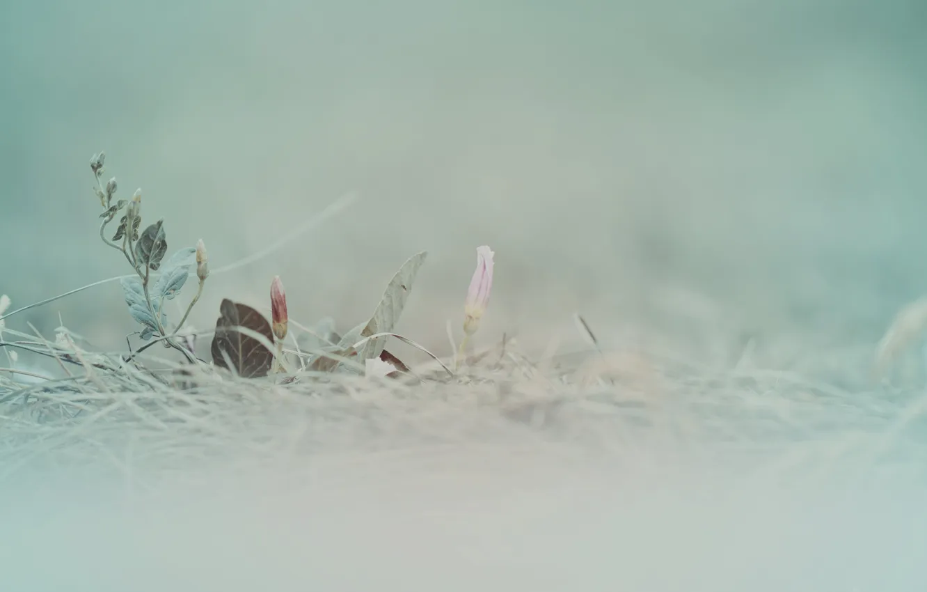 Photo wallpaper grass, flowers, background, plant, light