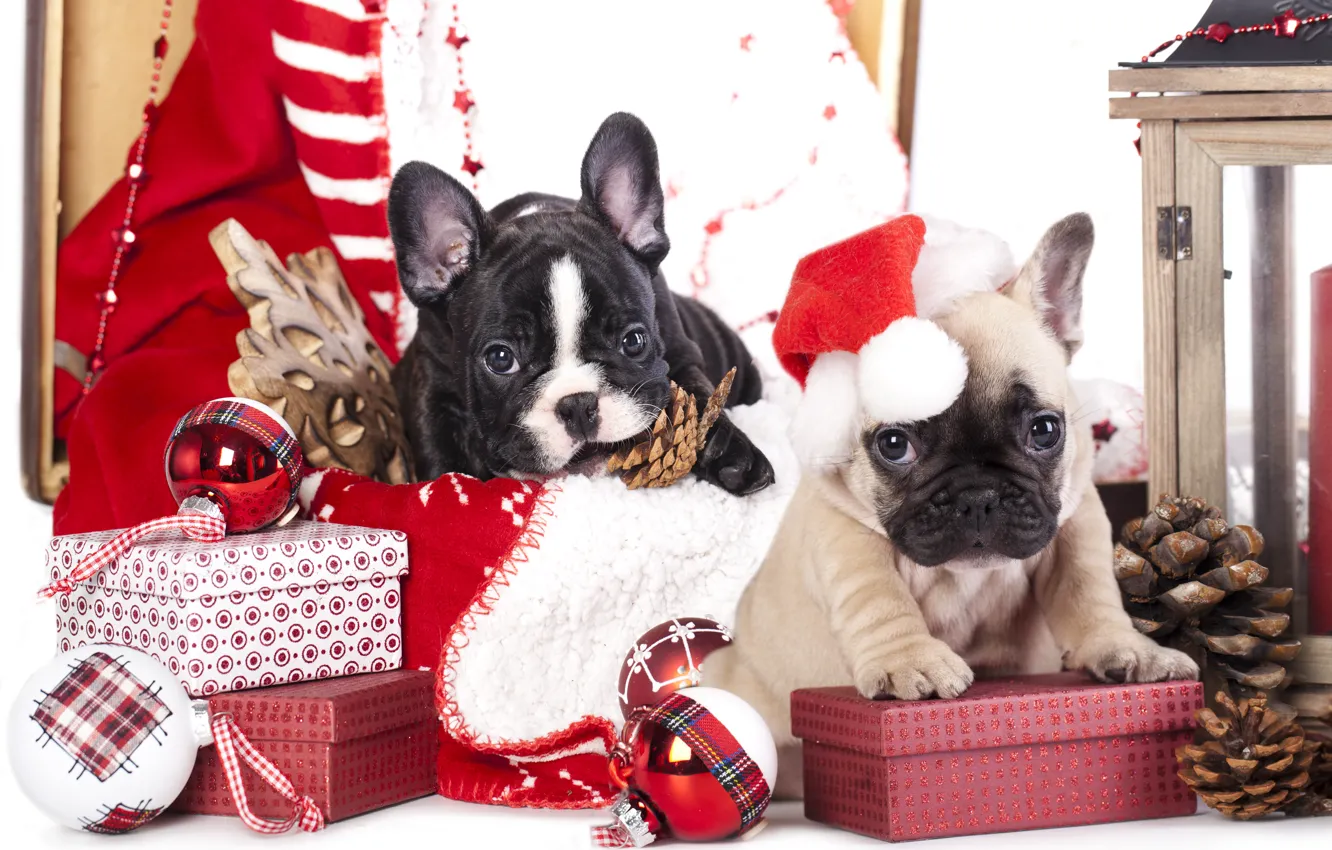 Photo wallpaper dogs, balls, toys, puppies, gifts, bumps, snowflake, cap