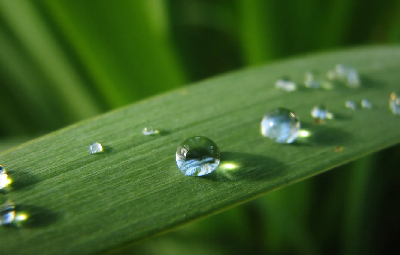 Photo wallpaper drops, Rosa, a blade of grass