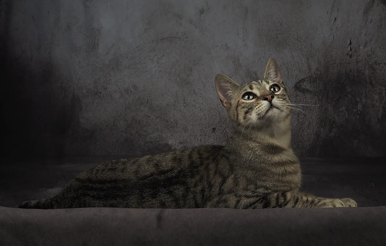 Photo wallpaper cat, cat, look, grey, background, fabric, lies, striped
