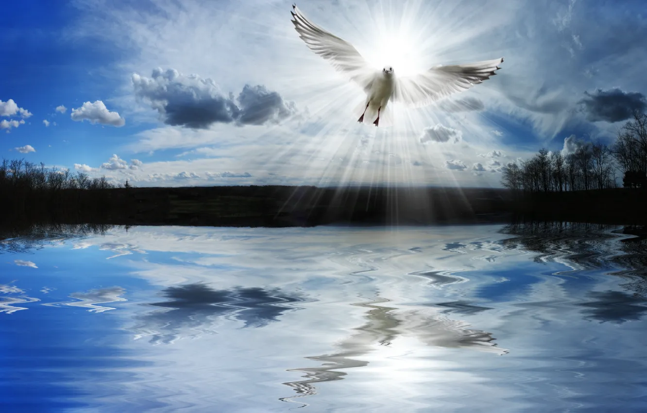 Photo wallpaper freedom, lake, dove, pond