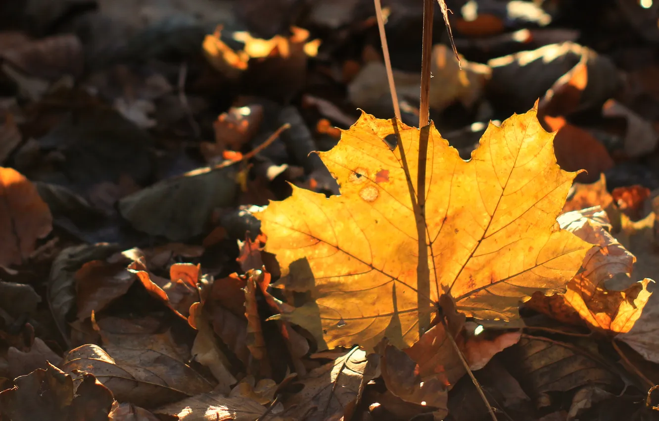Photo wallpaper yellow, autumn, leaf