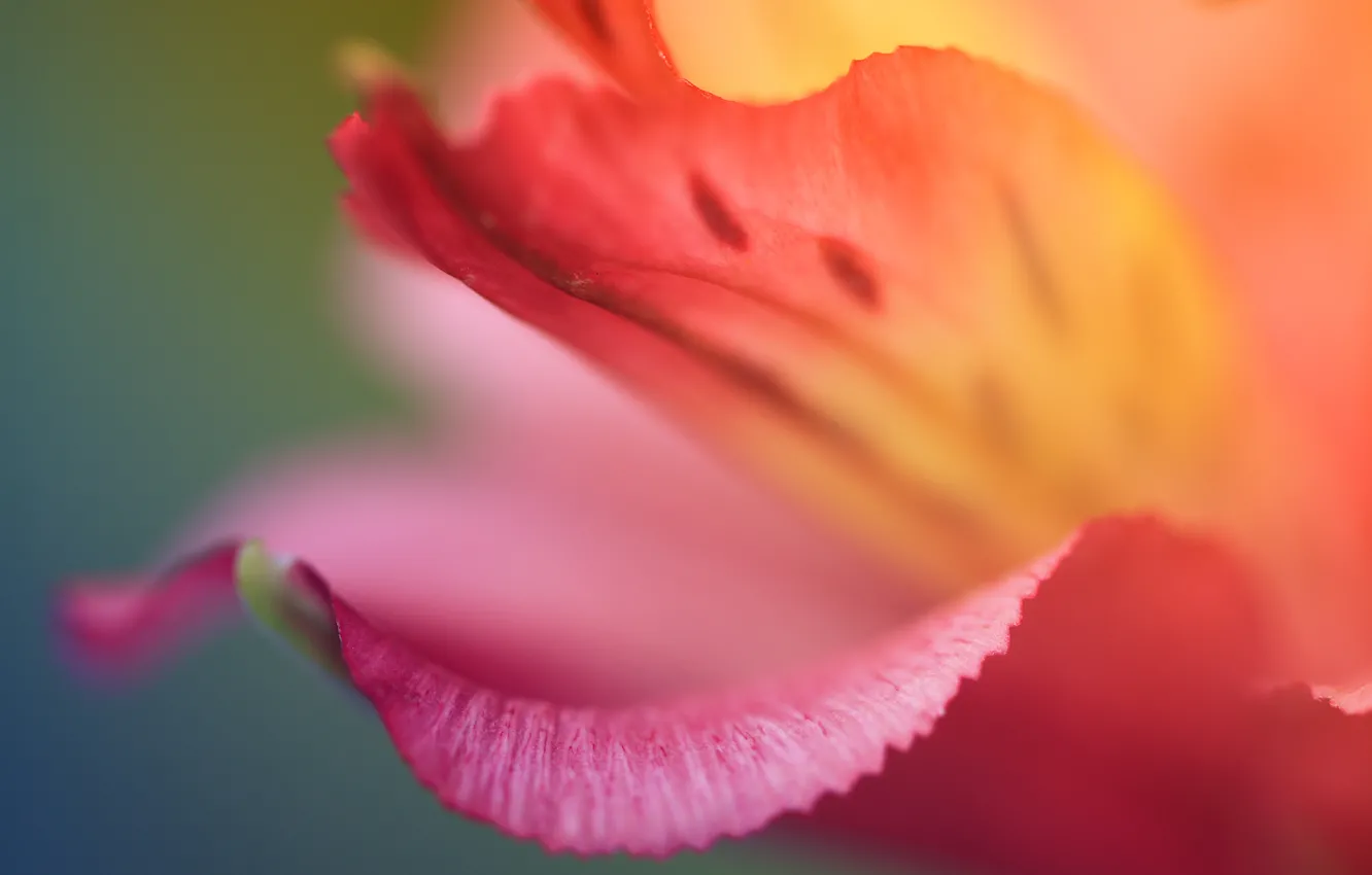 Photo wallpaper flower, red, color, petal