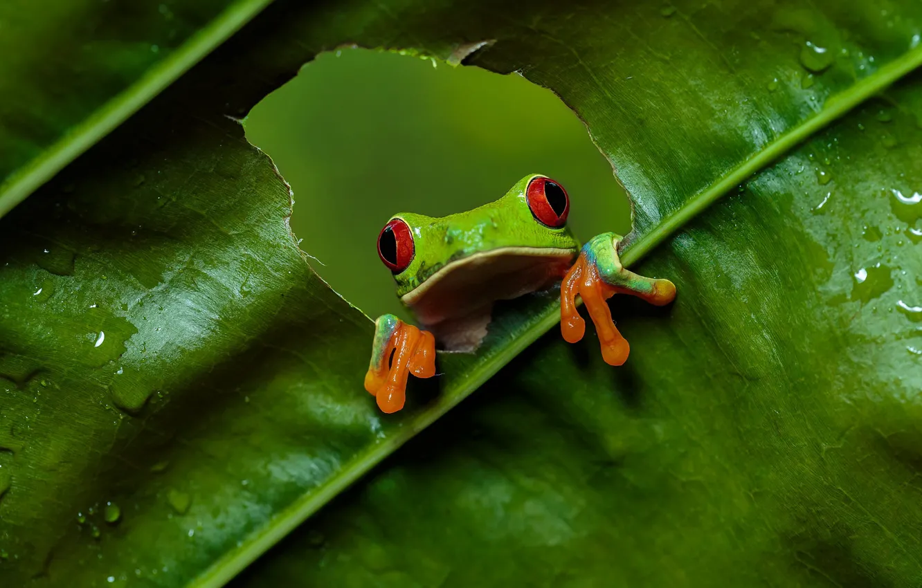 Photo wallpaper look, green, leaf, frog, hole, hole, red-eyed tree frog