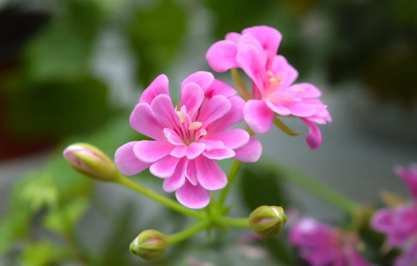 Photo wallpaper macro, widescreen, geranium, pink flower