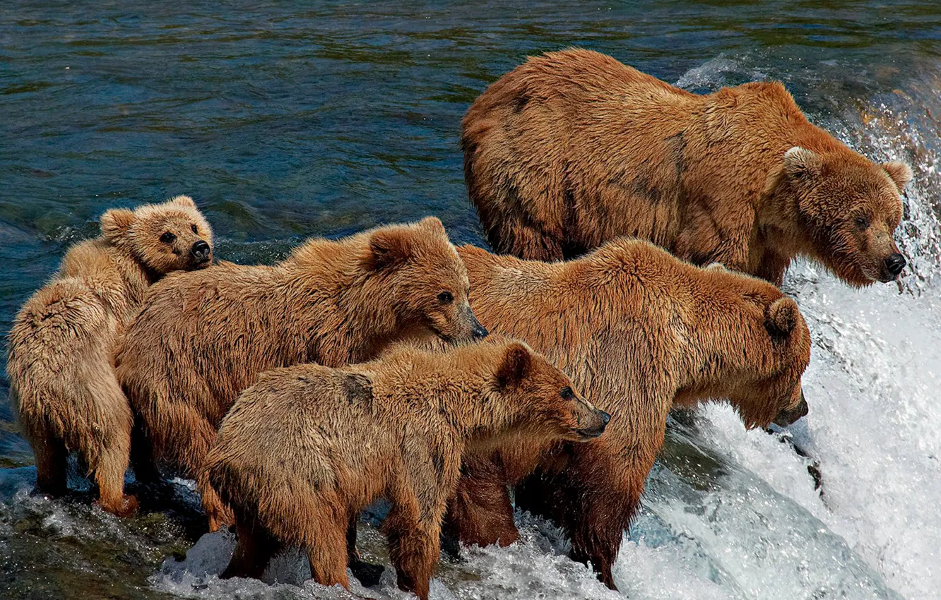 Photo wallpaper river, for, fishing, bear, five, family