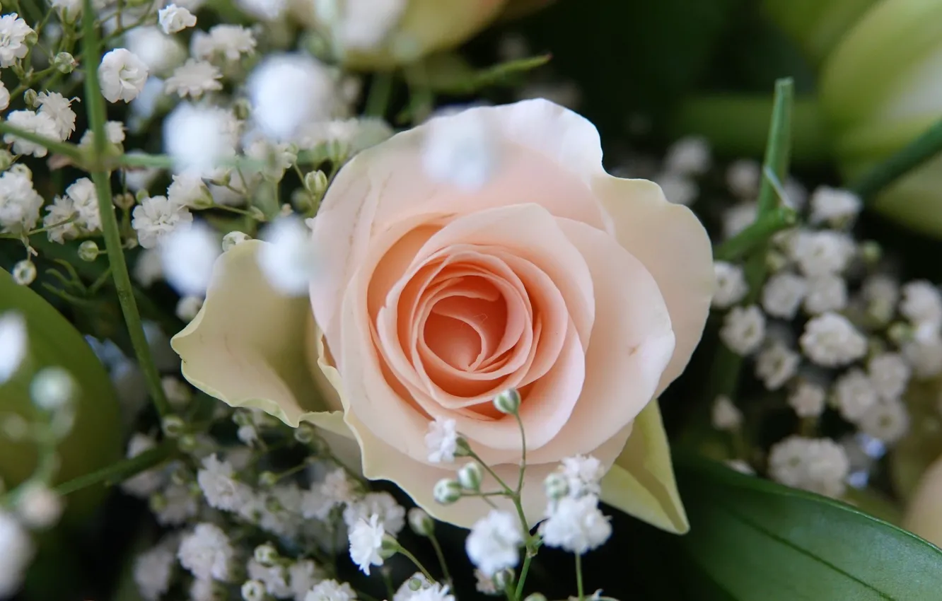 Photo wallpaper Flower, Rose, Wallpaper, Wedding bouquet