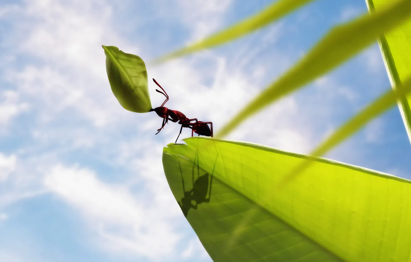 Photo wallpaper leaves, ant, keeps