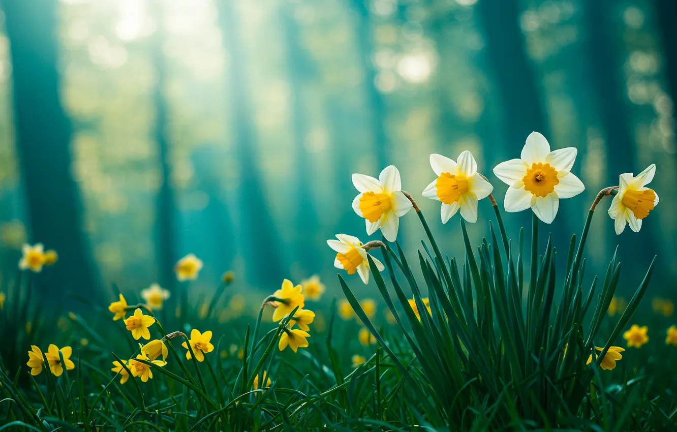 Photo wallpaper forest, trees, background, Wallpaper, wallpaper, forest, trees, the Narciso