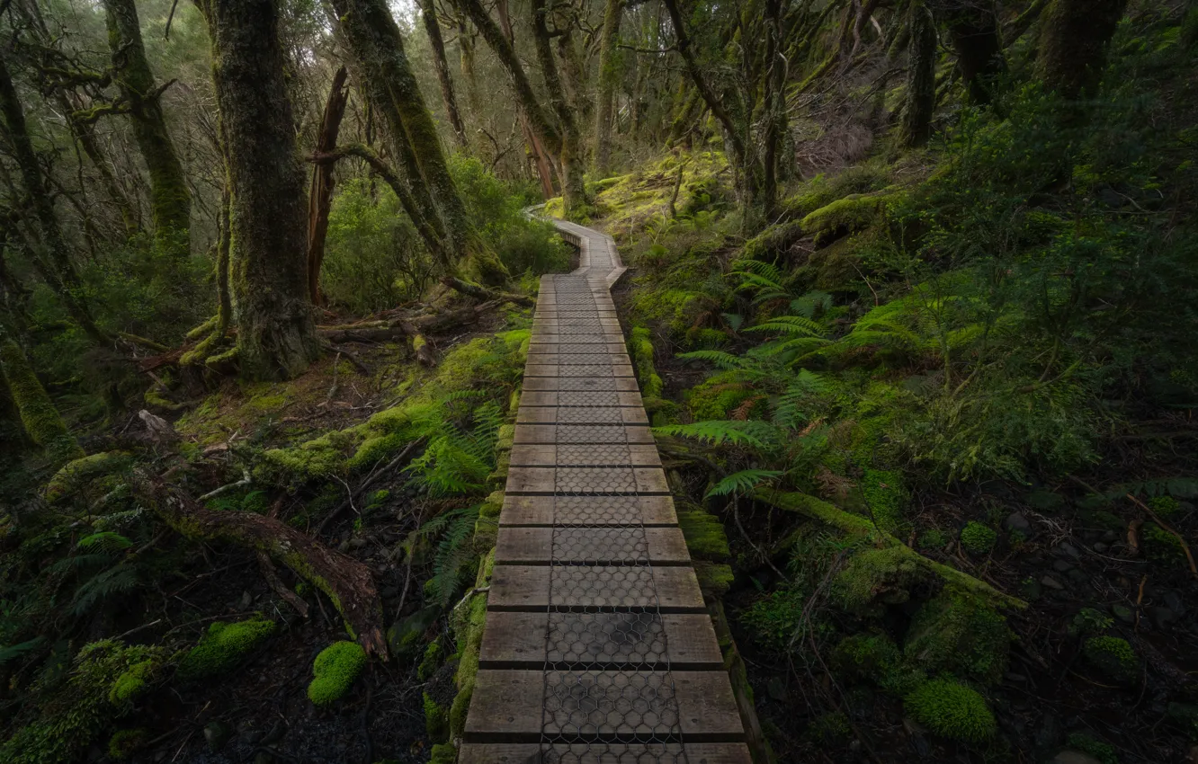 Photo wallpaper forest, path, flooring