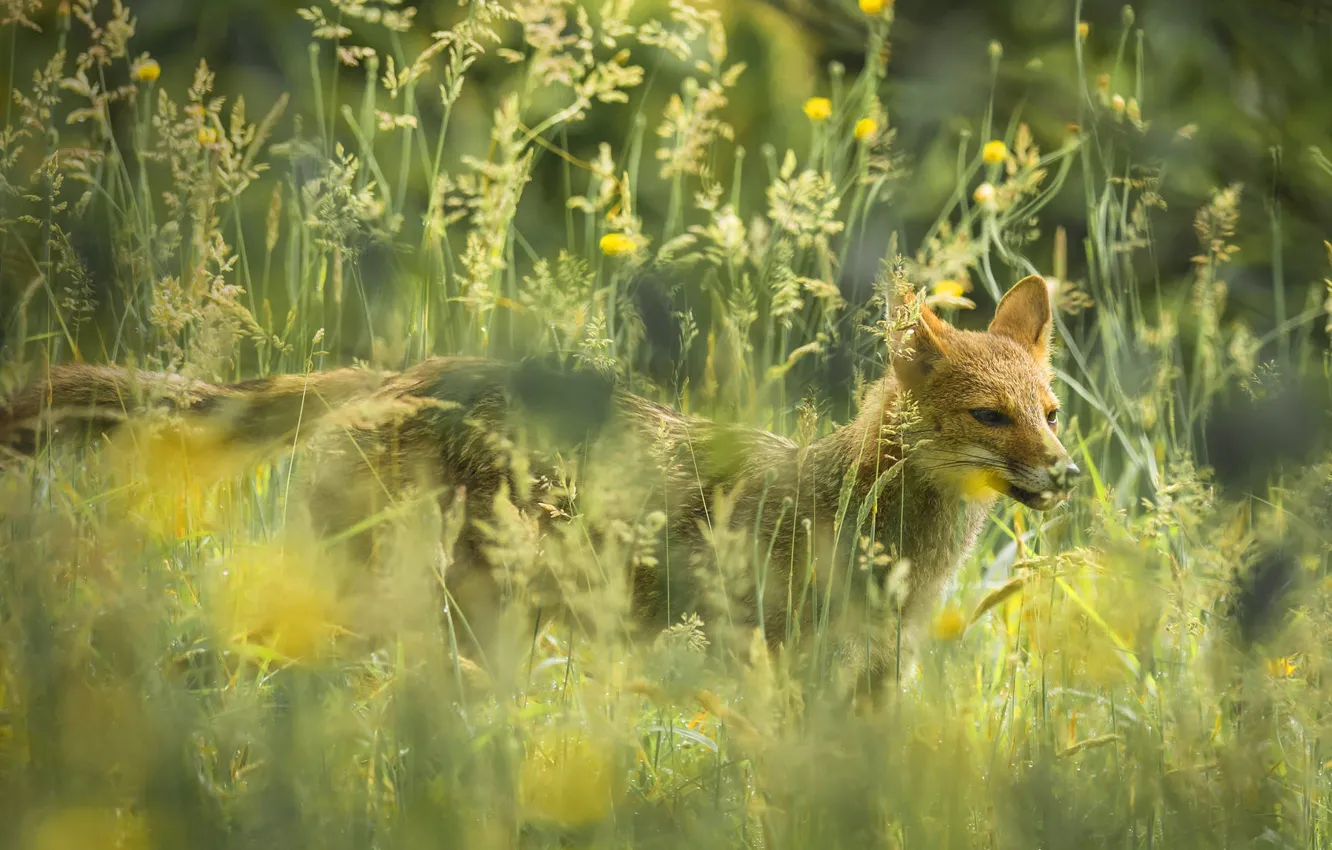 Photo wallpaper grass, nature, the Paraguayan Fox
