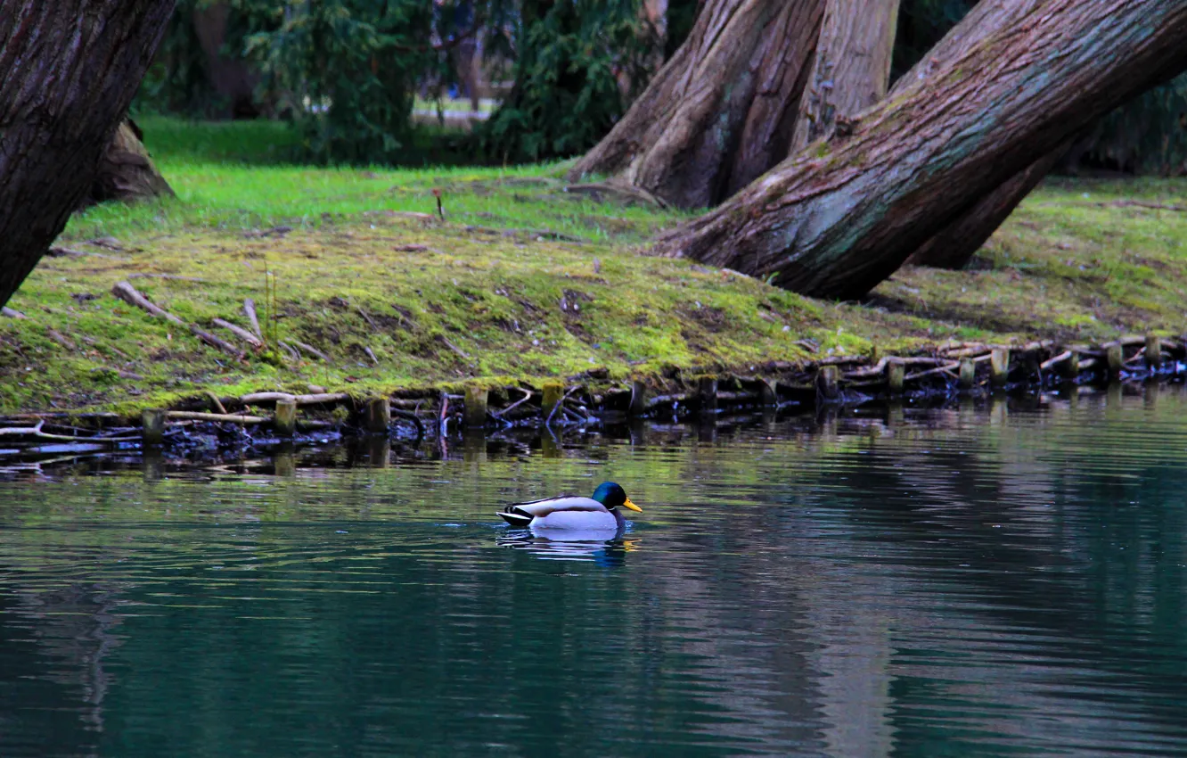 Photo wallpaper water, park, lake, duck