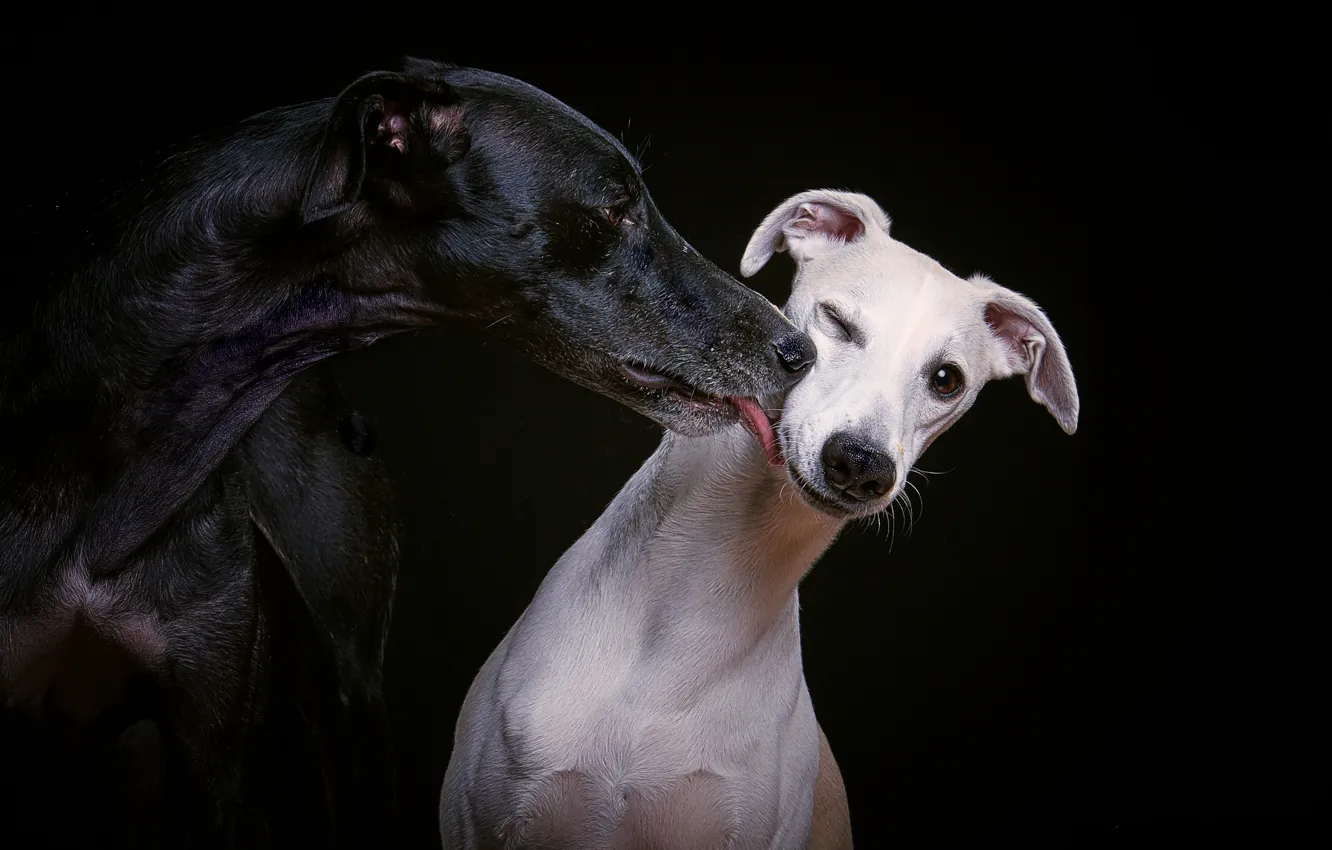 Photo wallpaper white, black, feelings, kiss, breed