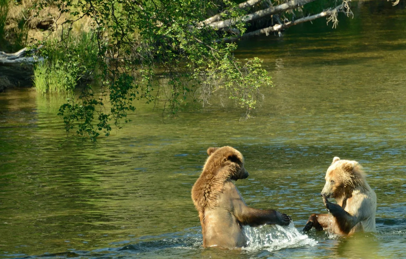Photo wallpaper Alaska, USA, water show, river Brooks, two brown bear, national Park Katmai