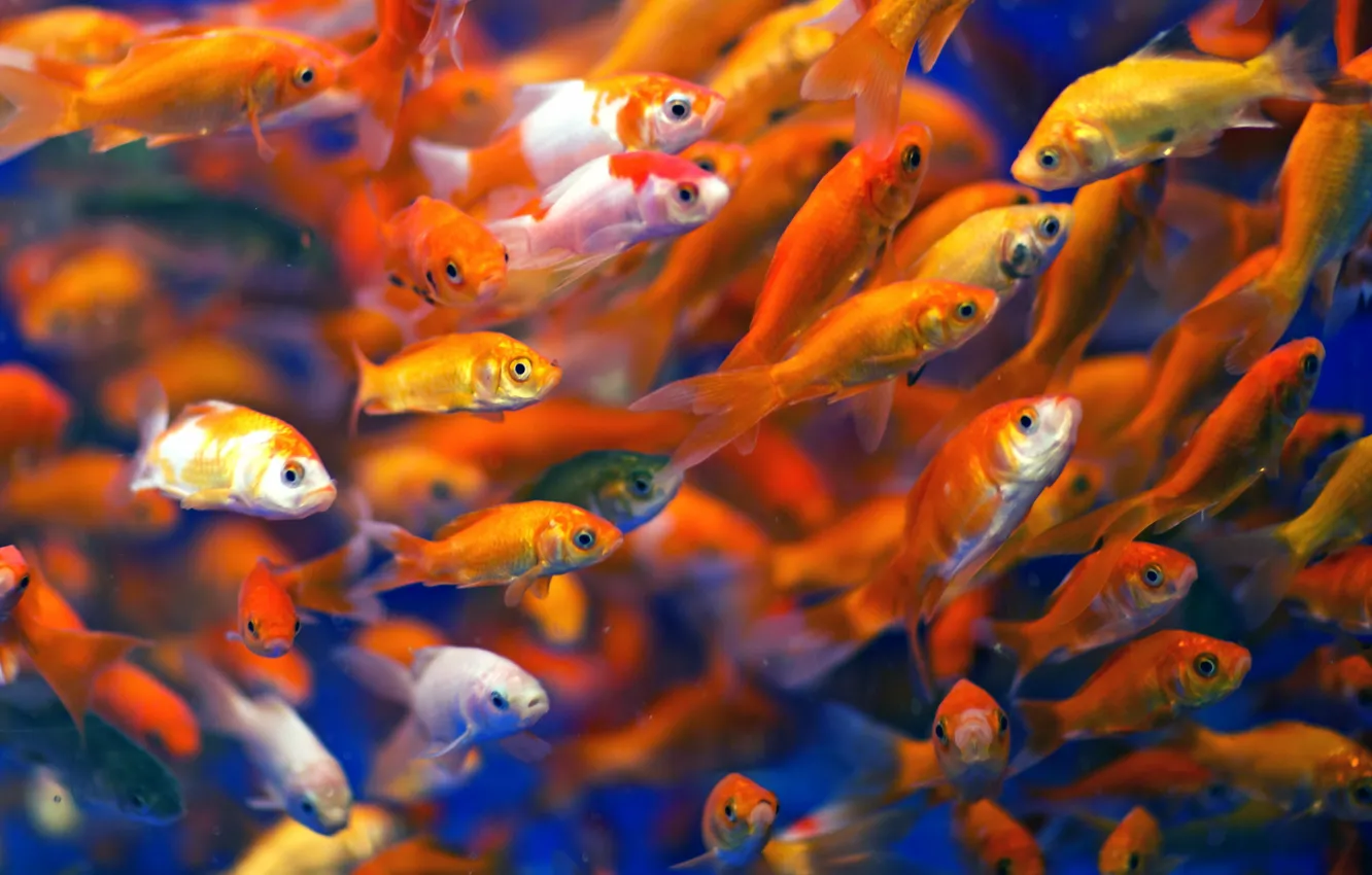 Photo wallpaper water, nature, fish