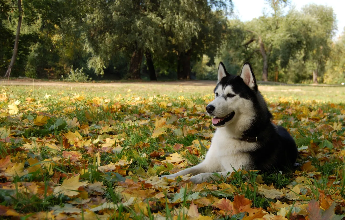 Photo wallpaper leaves, dog, husky, dog, Malamute