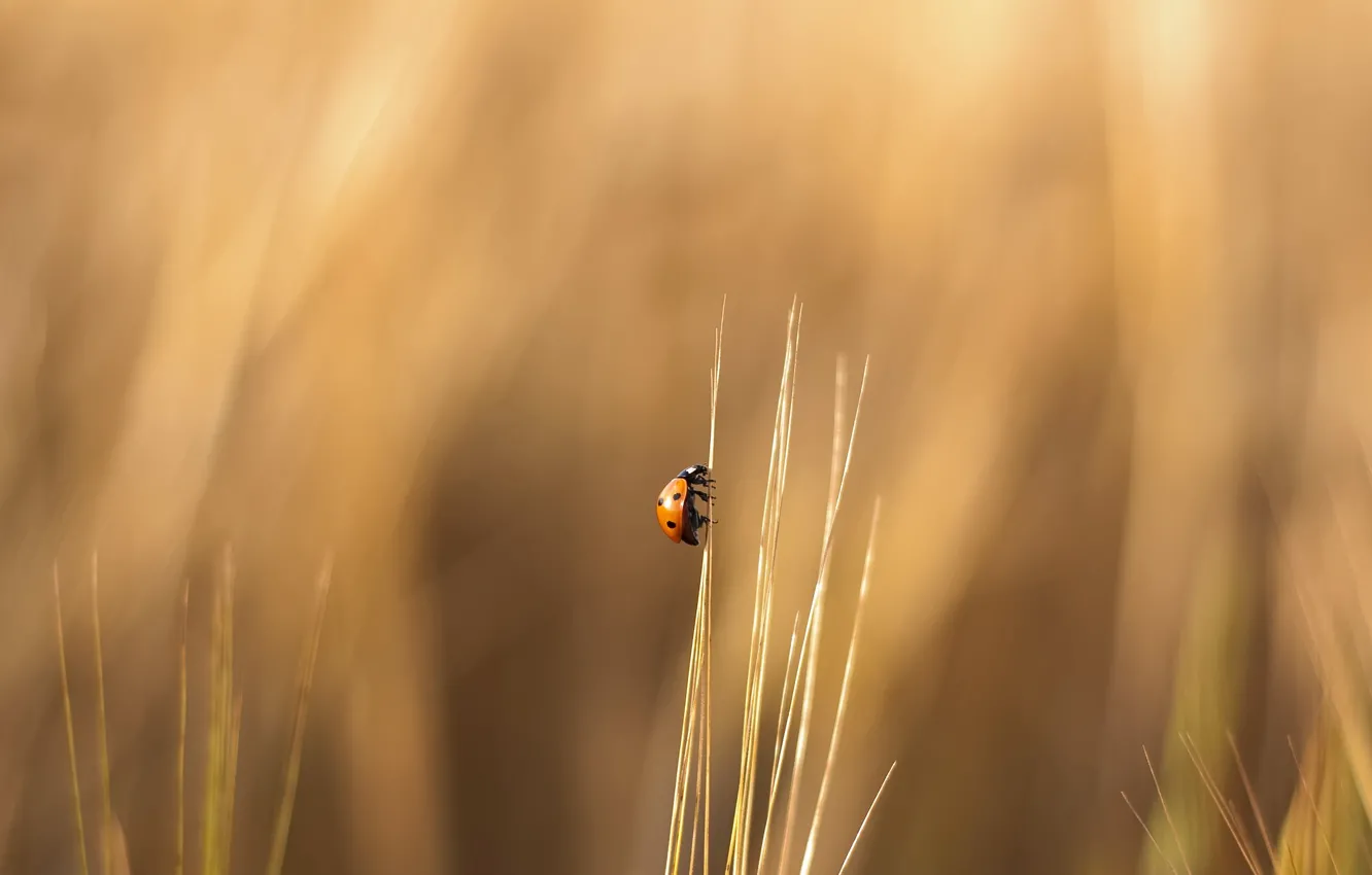 Photo wallpaper grass, ladybug, crawling