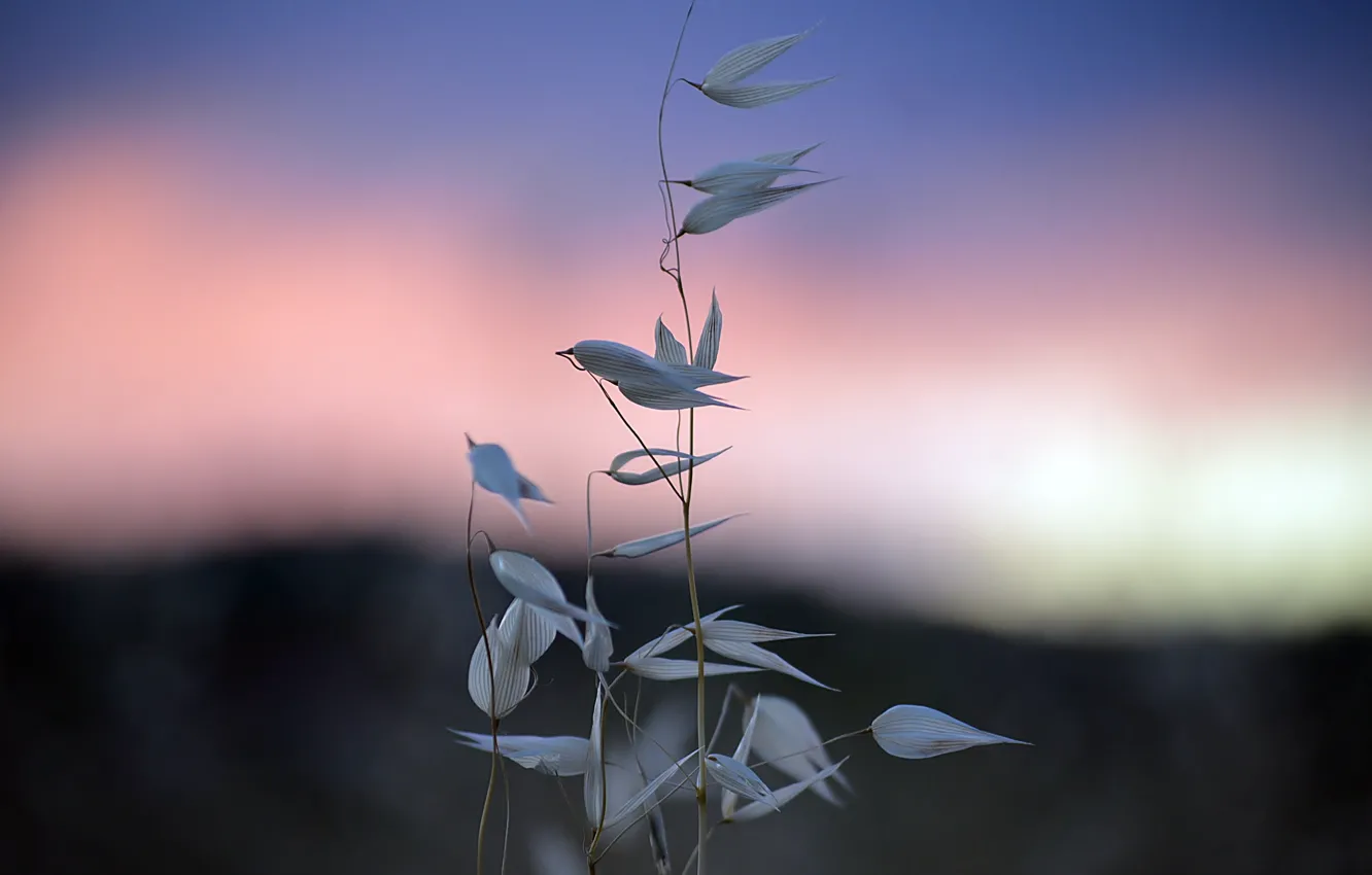 Photo wallpaper the sky, grass, morning, spikelets, a blade of grass, dawn