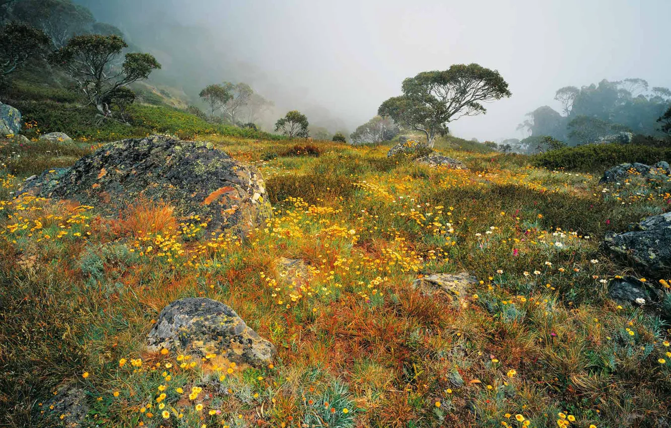 Photo wallpaper flowers, fog, spring, Victoria, morning, Australia, National Park Alpine