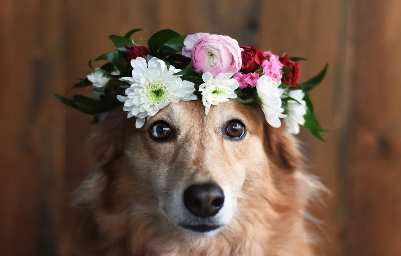 Photo wallpaper look, nature, pose, dog, face