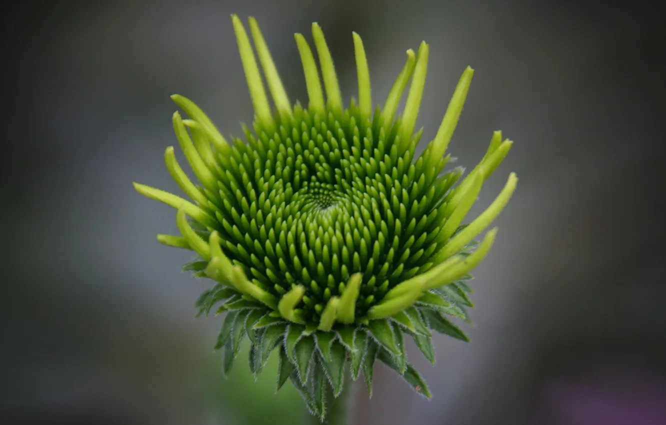 Photo wallpaper flowers, green, petals, stamens, grey background