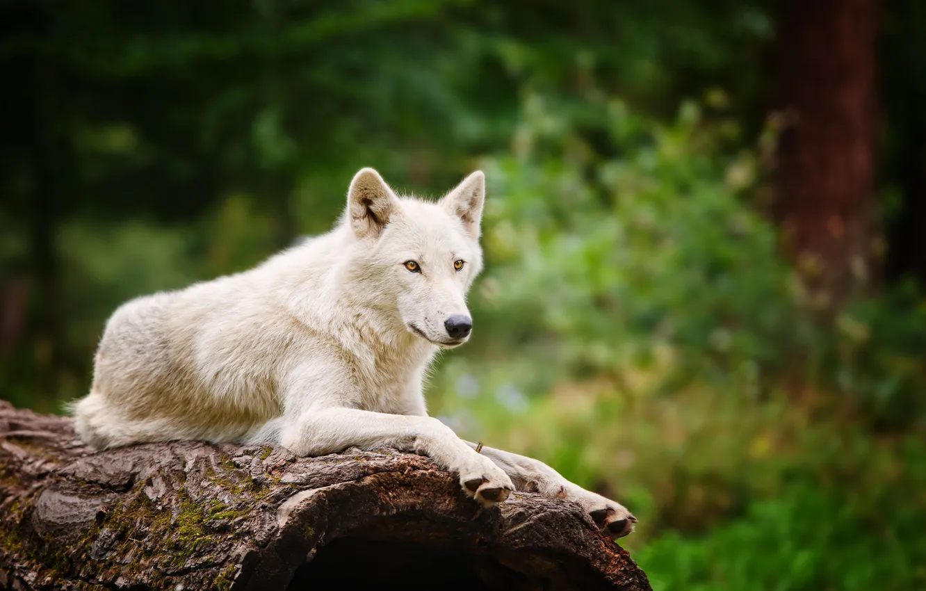 Photo wallpaper white, wolf, blur