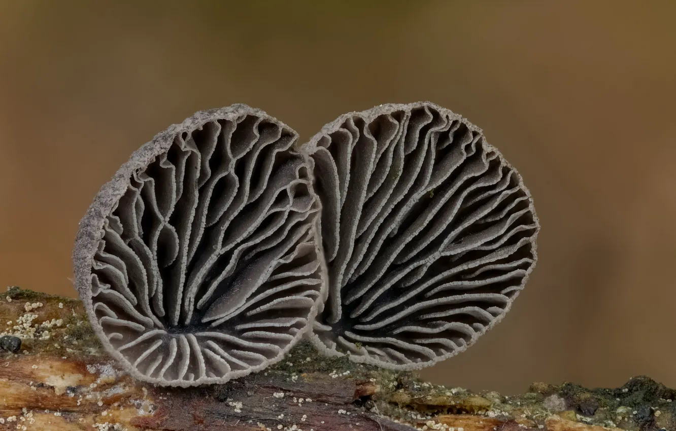 Photo wallpaper mushrooms, pair, Beat Buetikofer