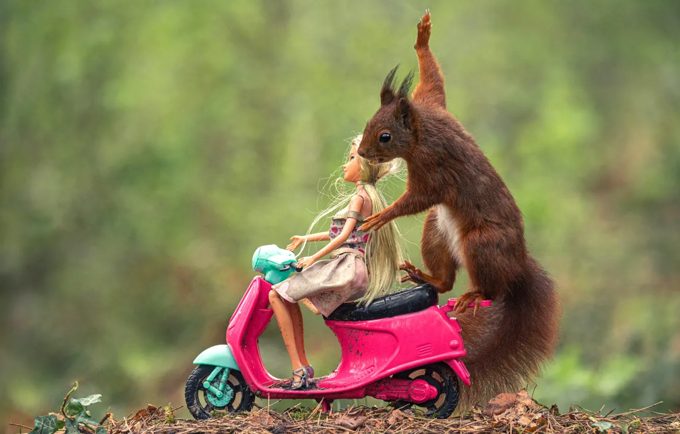 Photo wallpaper look, nature, pose, toy, legs, doll, protein, muzzle