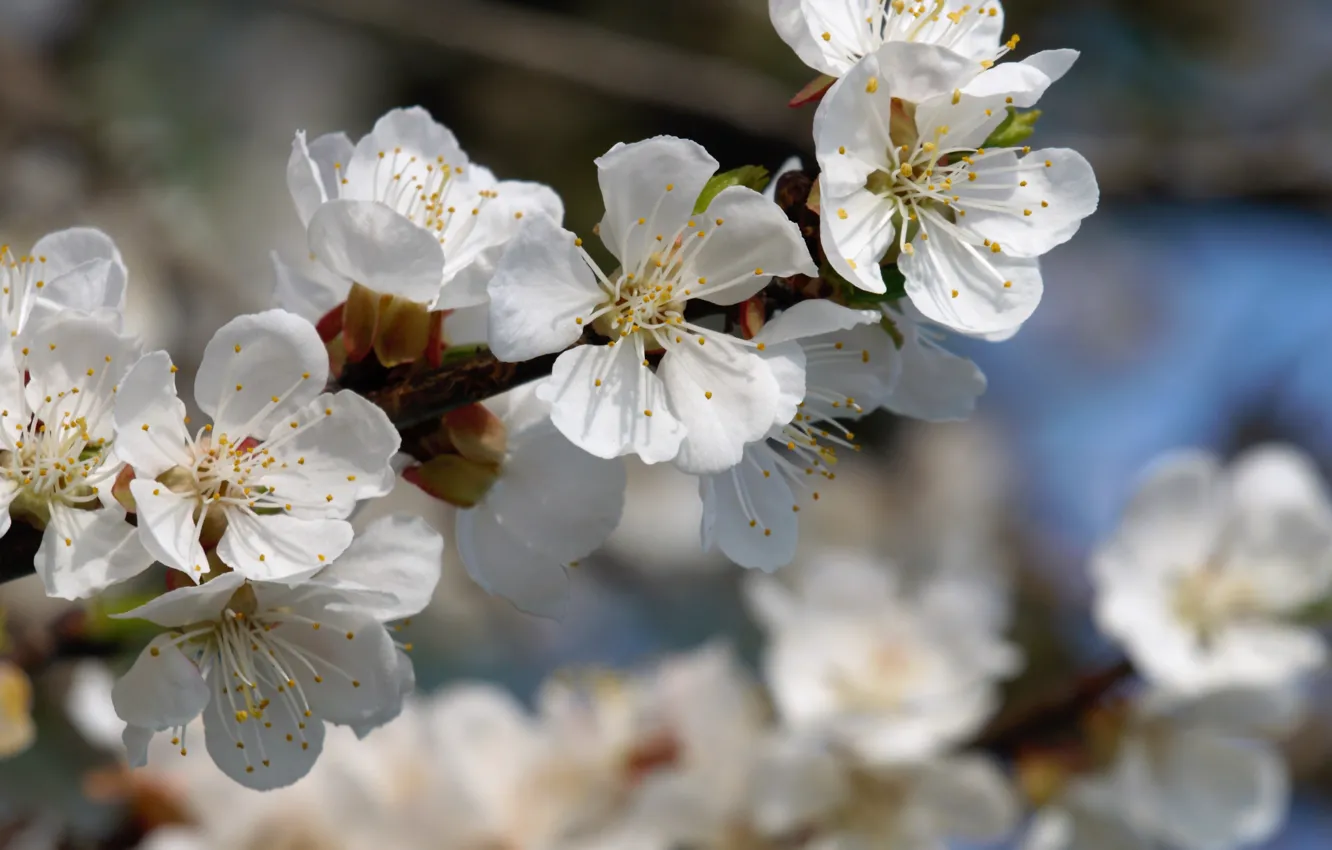 Photo wallpaper branches, spring, flowering